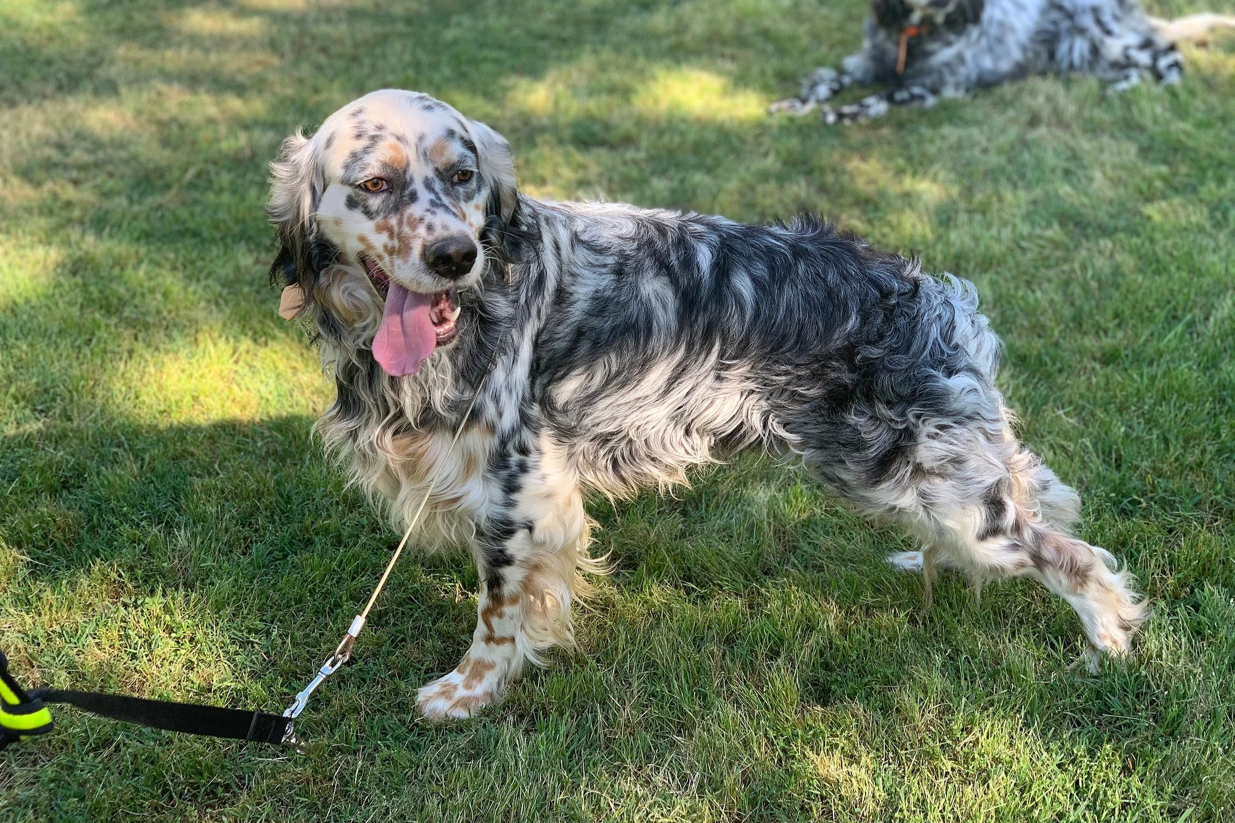 Llewellin setter best sale breeders near me